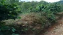 Coffe Plantation Stage 2
