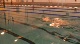 Technique: Seals Side Stroke