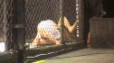 Jeremy Wise vs Brandon Pfannenstiel