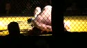 Joel Roberts vs Biff Walizer