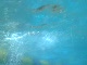 Trying to survive the crazy warmup pool