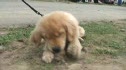 Wilder chews grass