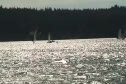 race 4 windward mark and run